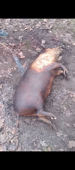 Вєтнамскі свині  !! тушки та живі.