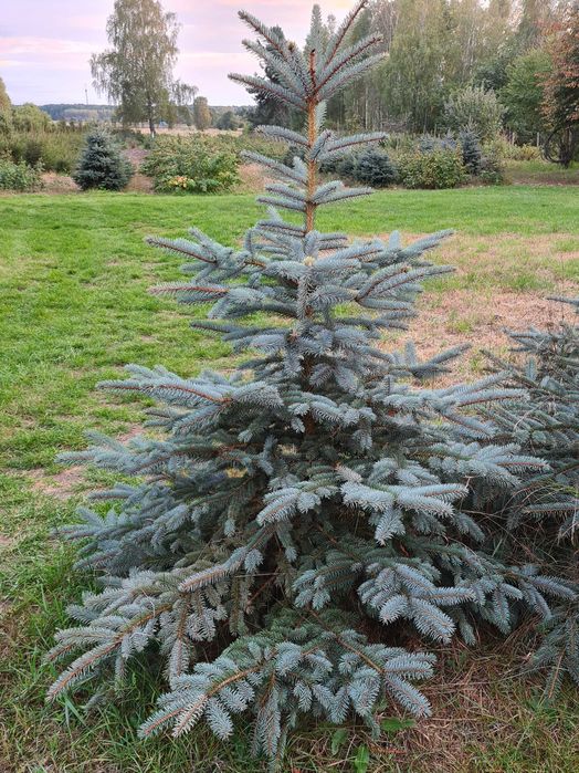 Choinki świąteczne, świerk z własnej plantacji