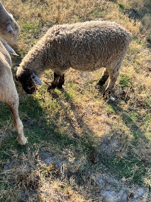 Macho filho de suffolk puro