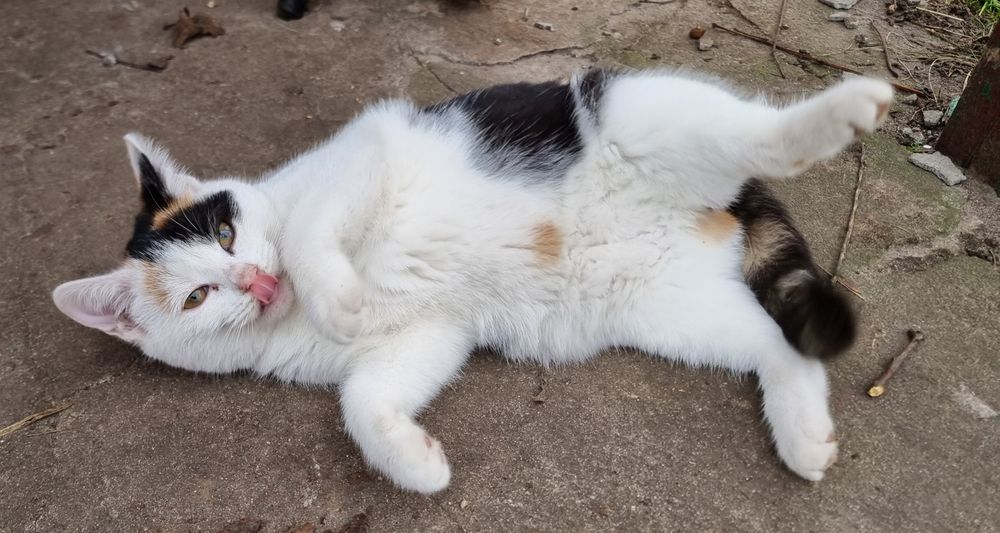 Mała Mimi szuka domu