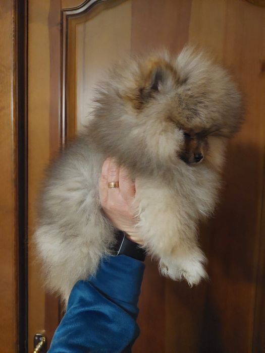 Подарок к 8 марта!Шикарные померанчики)