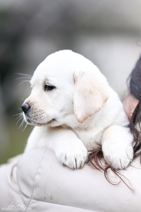 Цуценя лабрадора
