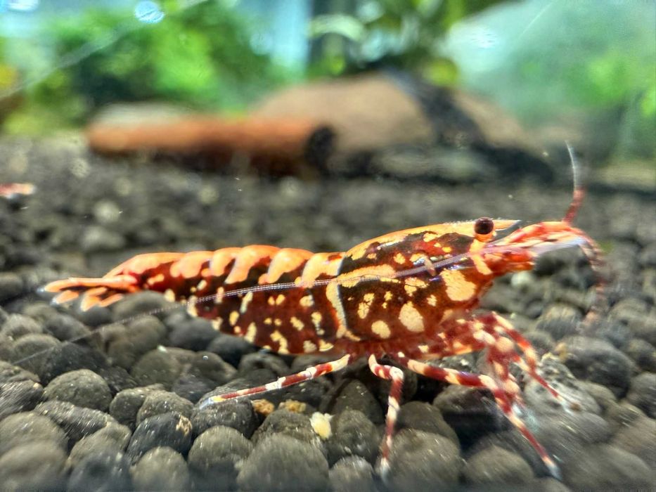 Krewetki Galaxy Fishbone Red Aqualife Sklep Zoologiczny