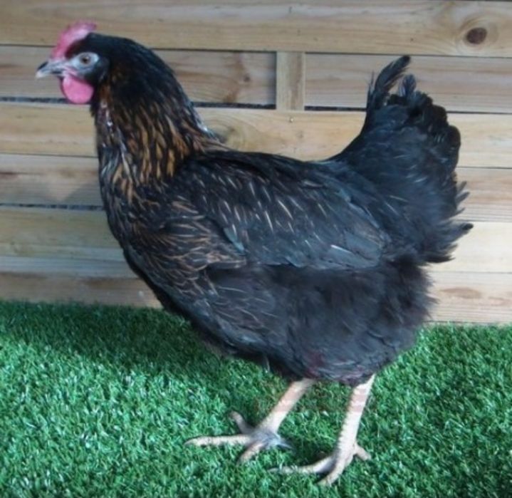 КуриОПТ,Ломан Браун,Домінант