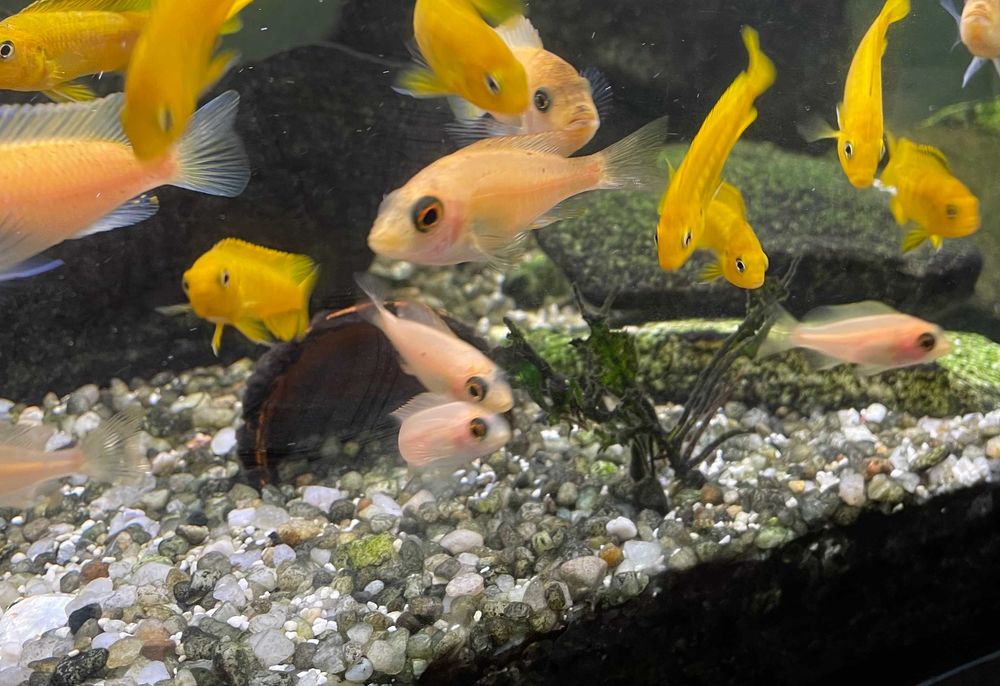 Młode Aulonocara fire fish. Malawi