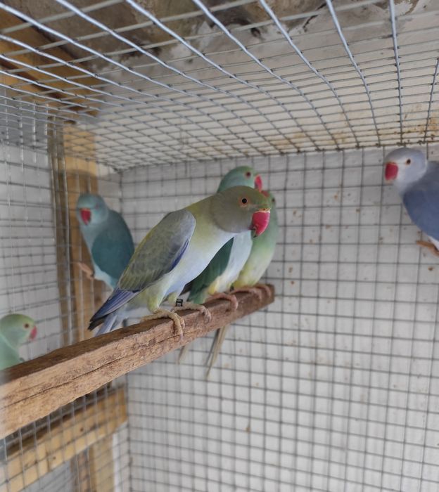 Ring necks disponíveis  - adultos e novos