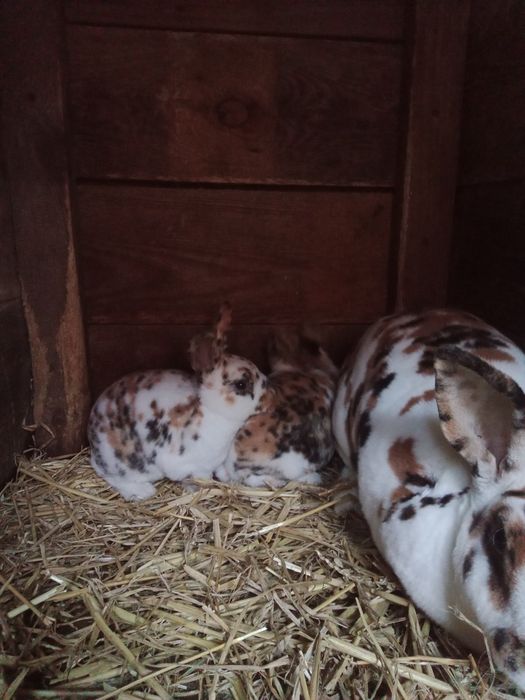 Rex trójbarwny dalmatyński młode króliki