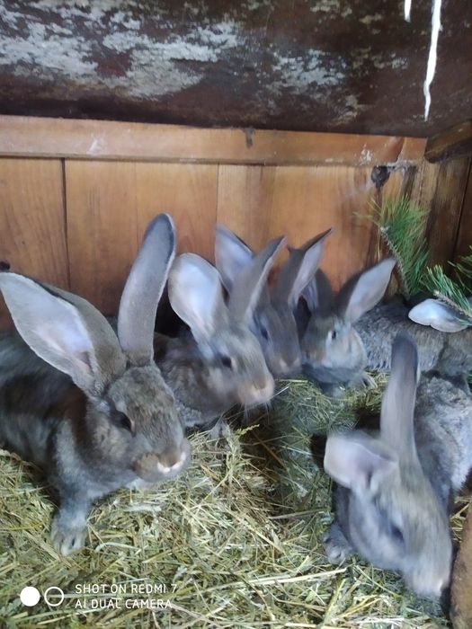 Кролики  " Бельгійський велетень" (Фландр).)