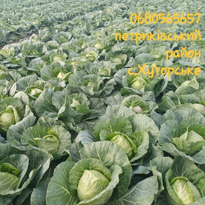 Продам капусту оптом