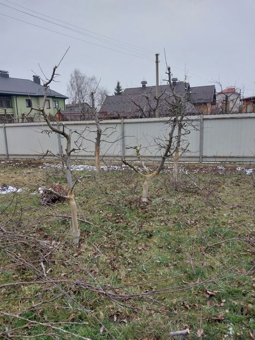 Обрізка дерев обрізка кущів та туй