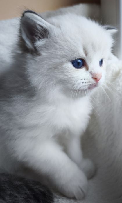 Kocurek Ragdoll z rodowodem do rezerwacji