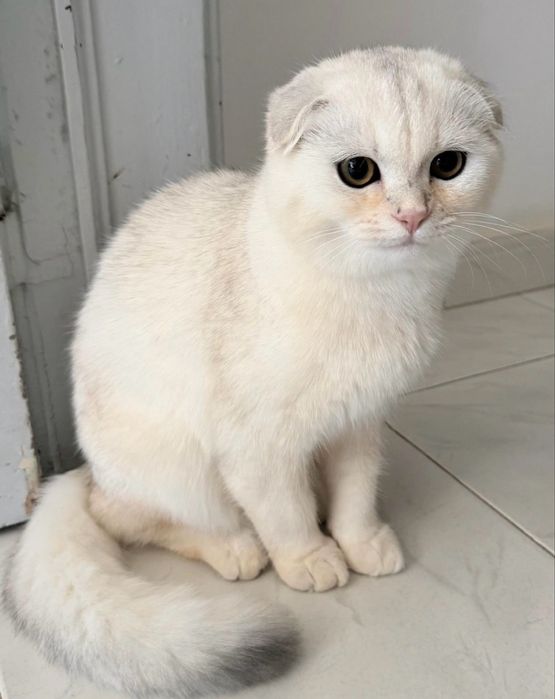 Gatinho Scottish Fold (5 meses) Cor Rara