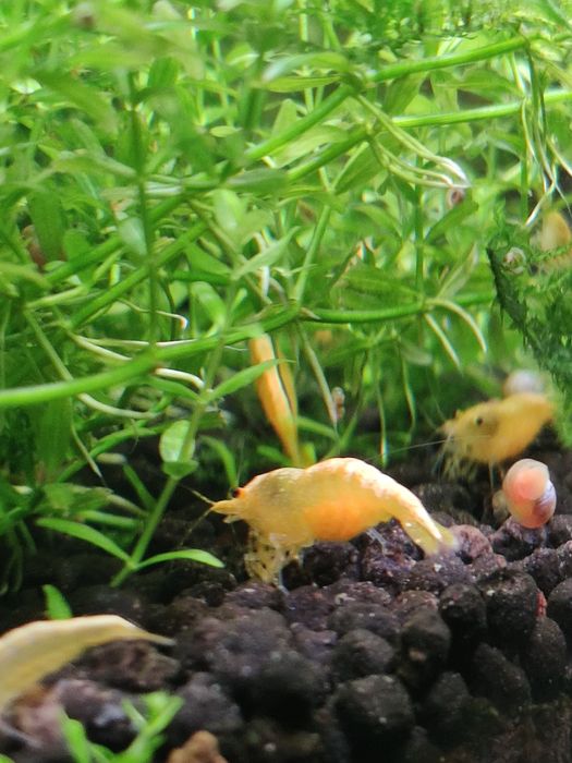 Camarões  azuis e amarelos