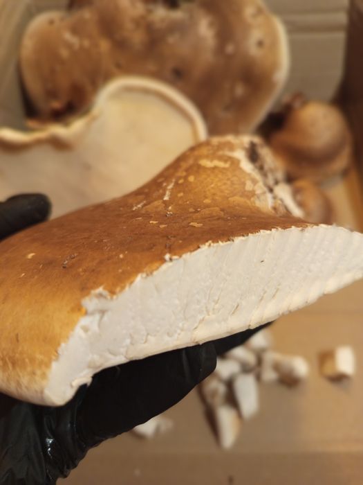 Białoporek brzozowy suszony