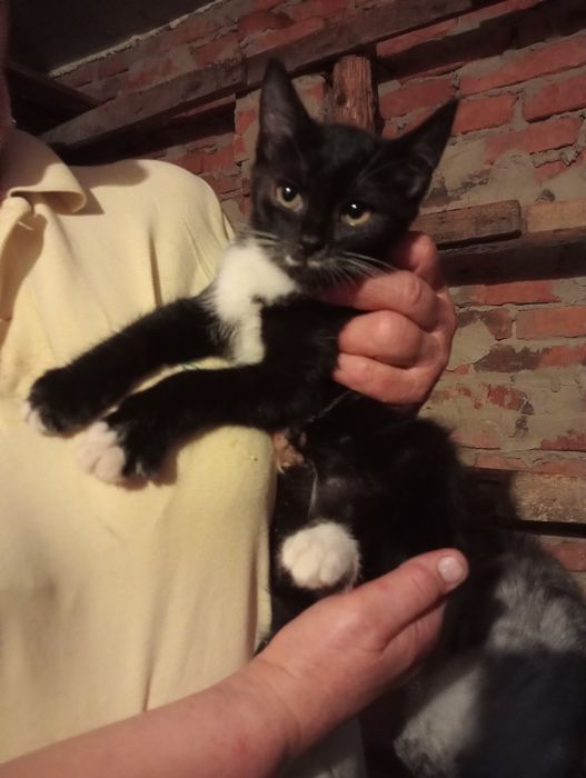 Дівчинка 2 міс потрібна сім'я