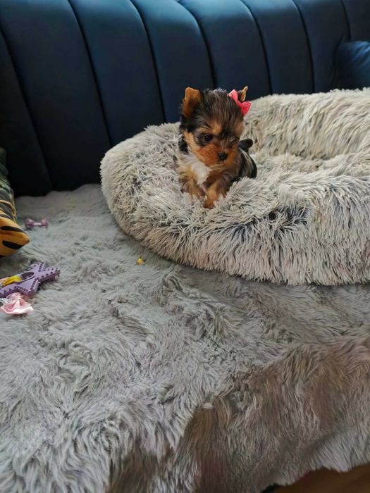 York shire terier śliczna suczka miniaturka xxs York Terrier merle