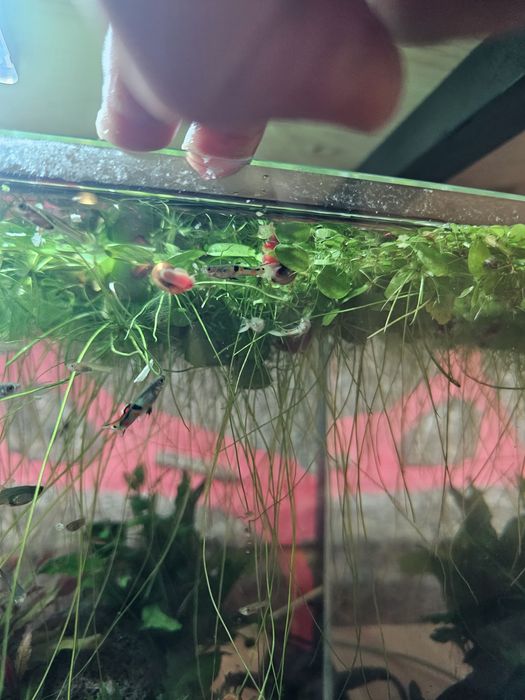 Guppy endler macho green neon