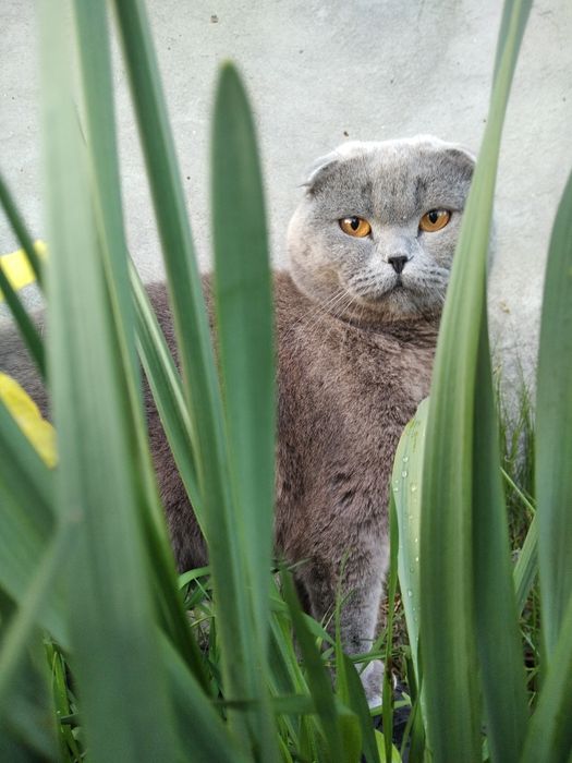 Британський Котик шукає подружку
