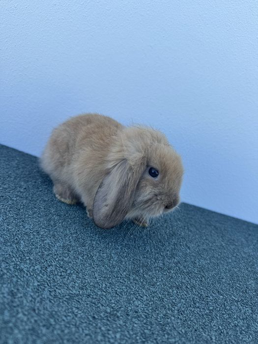 Coelhos anões com 2 meses