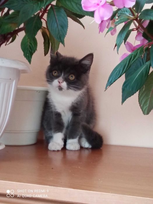 Кішичка породиста