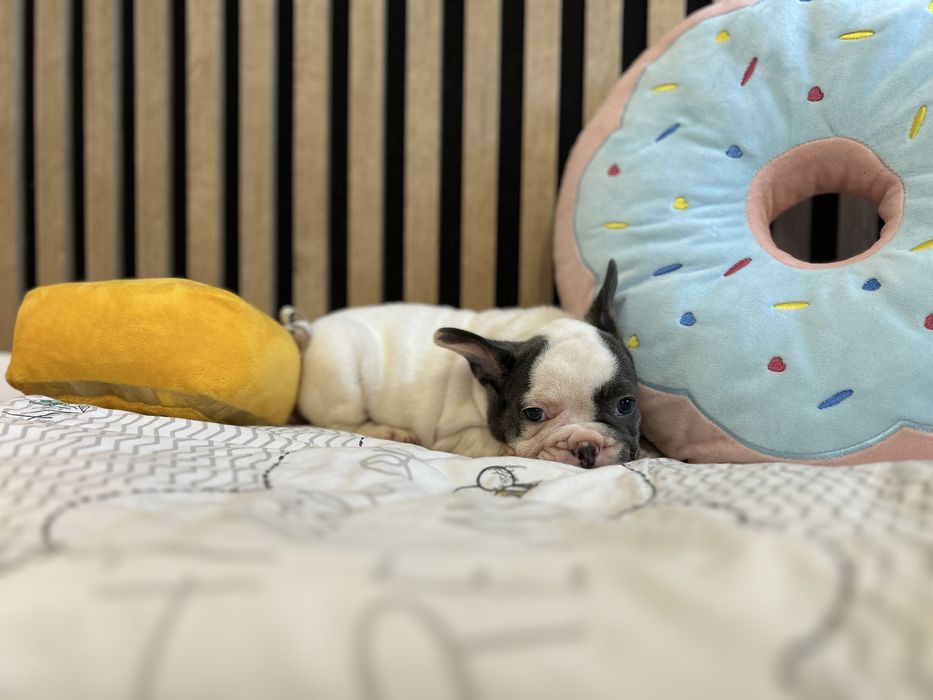 Suczka Buldog Francuski urocza .