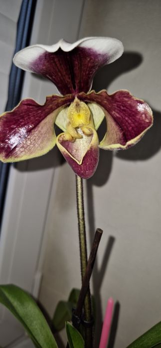 Paphiopedilum Cocoa Burmotto Пафиопедилум