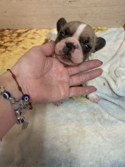 Bulldog frances fawn pied