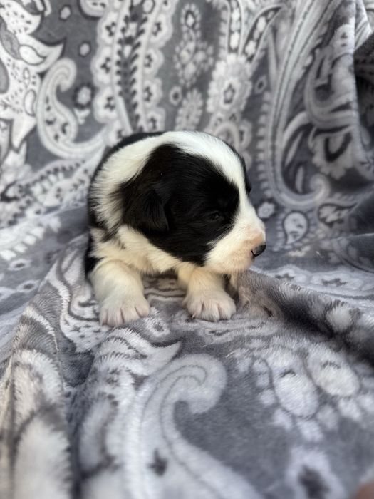 Suczka Border Collie
