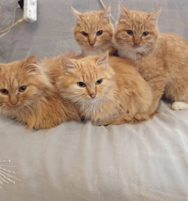 Рыжая красавица кошка ищет семью