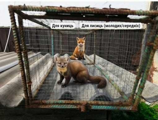 Оренда великої пастки-живоловушки (гуманний вилов куниць, лисиць, ...)