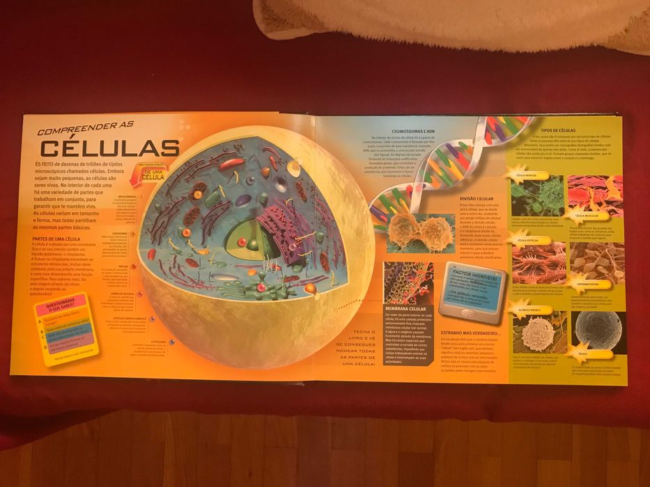 Livro sobre o Corpo Humano