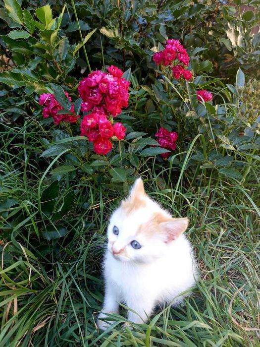 Сибірські котята.