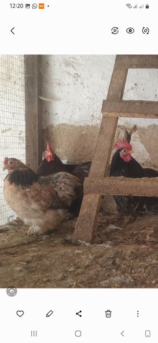 Карліковий кохінхін