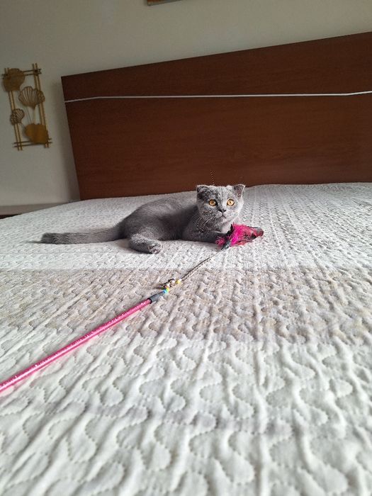 scottish fold fêmea blue
