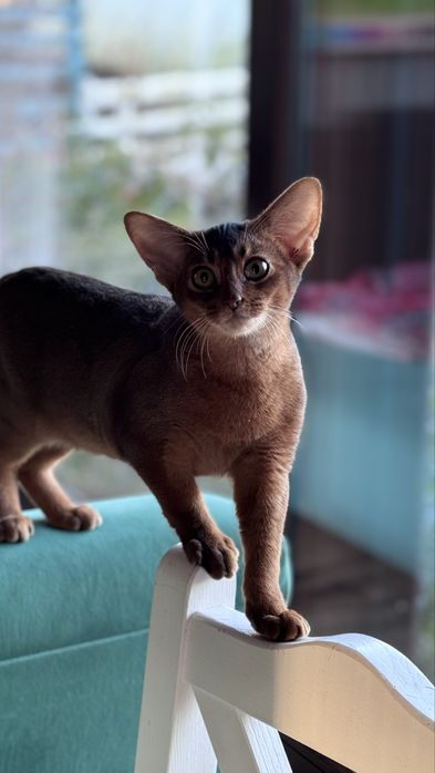 Kociak abisyński, kotek