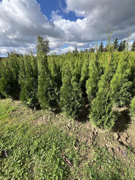 Tuje Szmaragd 100-220 cm