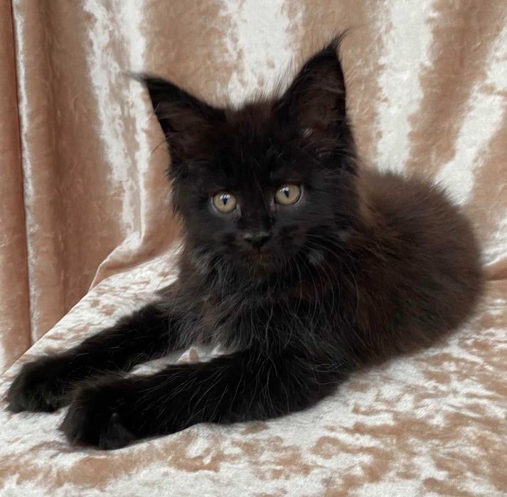 Черные Мейн куны мальчики Бартур и Бартез