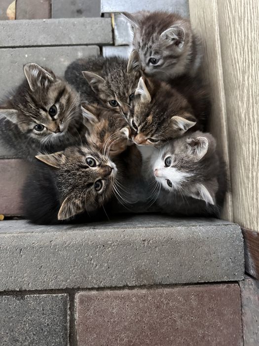 Котики, кошенята