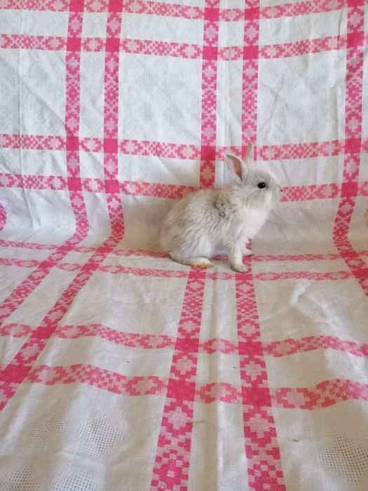 Króliczek Mini Lop, karzełek Teddy, Lewek