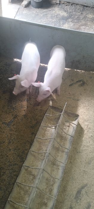 Продам  ремонтні свинки