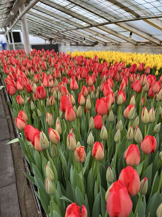 Продам тюльпан опт и розница.