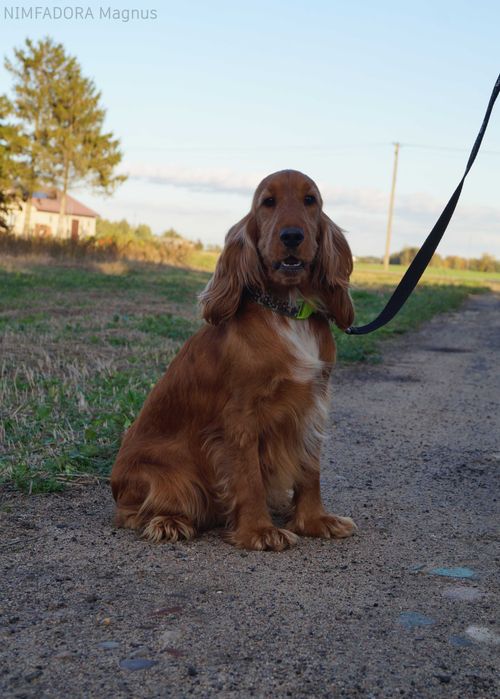 Cocker spaniel angielski PIESEK