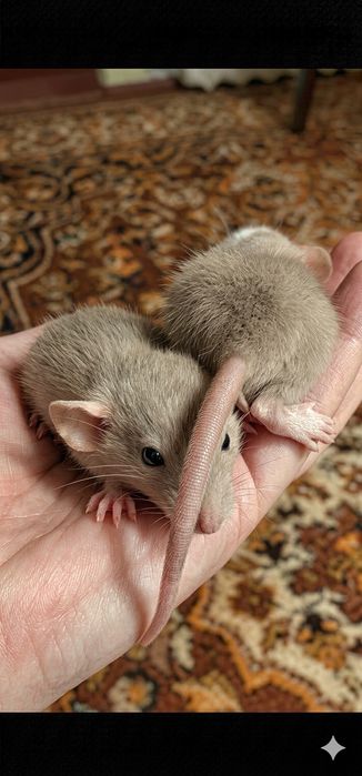 Крысята Дамбо есть доставка