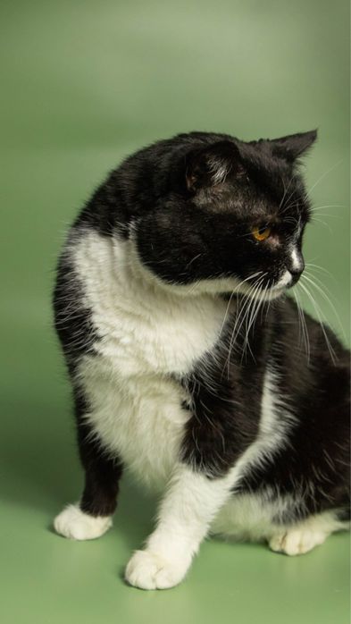Особливий котик з цукровим діабетом, кіт, кот, котики, котик