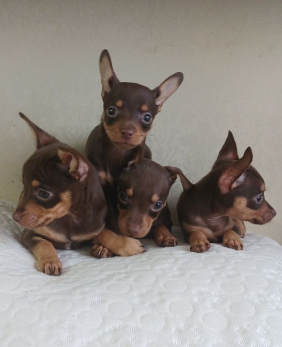 Красиві чистокровні той-тер'єри