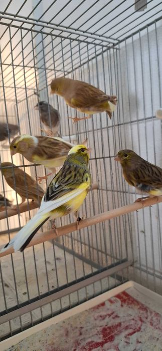 Canários Timbrado Espanhol