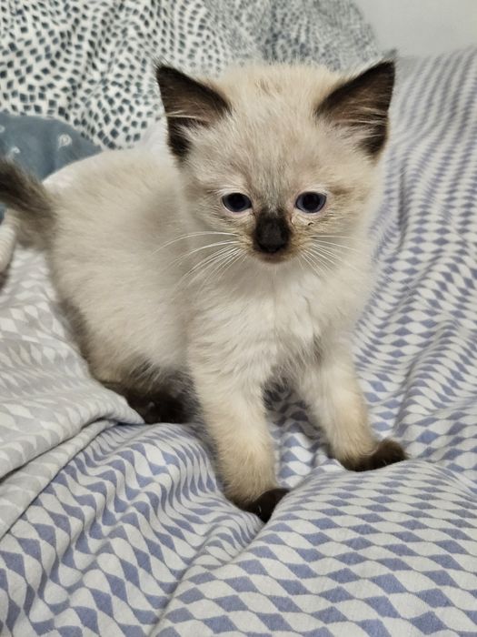 Cudne  Kotki  Ragdoll