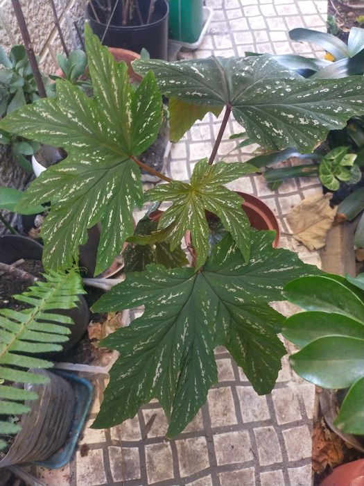 Planta Chuva de prata