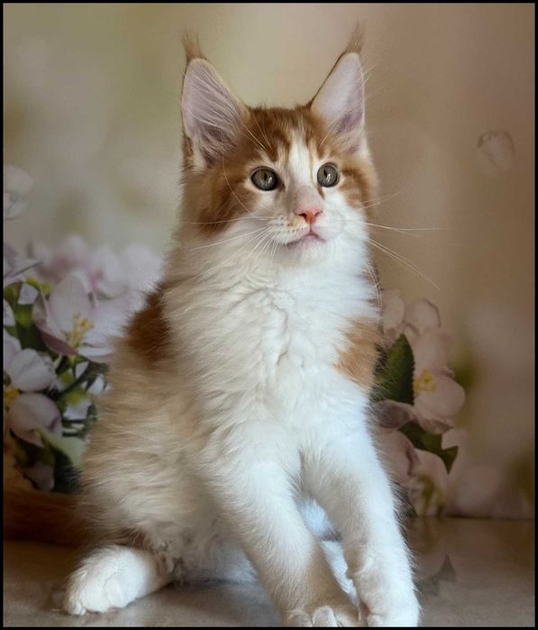 Kocurek Maine Coon Windor Już do odbioru