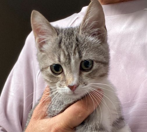 Кошенятко Лілі до люблячого серця